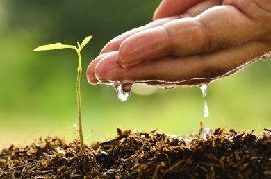 Seeding,Seedling,Male hand watering young tree